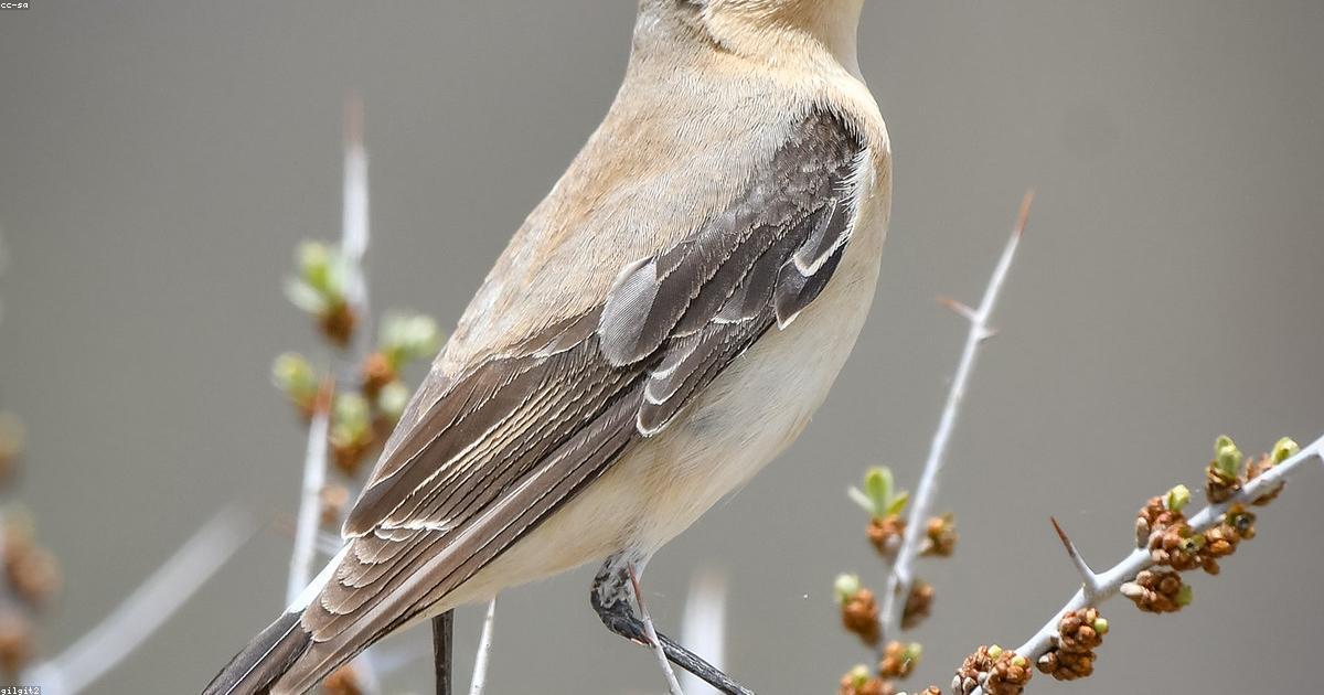 Chakras: Équilibrer vos centres énergétiques