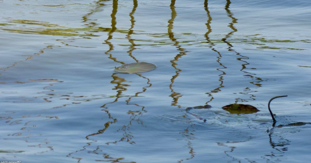 Lithothérapie: Les cristaux qui guérissent