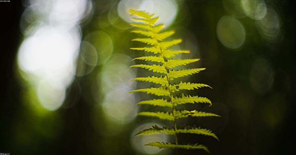 Feng Shui: Harmoniser votre habitat