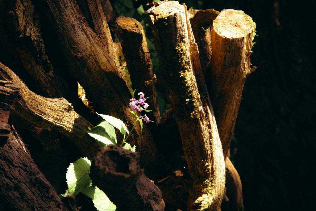 Crystal Lore: Where Traditional Uses Meet Modern Practice