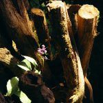 Crystal Lore: Where Traditional Uses Meet Modern Practice