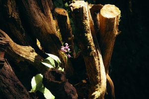 Crystal Lore: Where Traditional Uses Meet Modern Practice