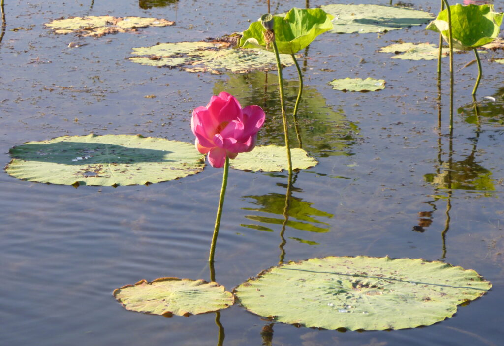 Fleur de lotus ouverte à la surface d’un bassin, pétales clairs et feuilles rondes autour