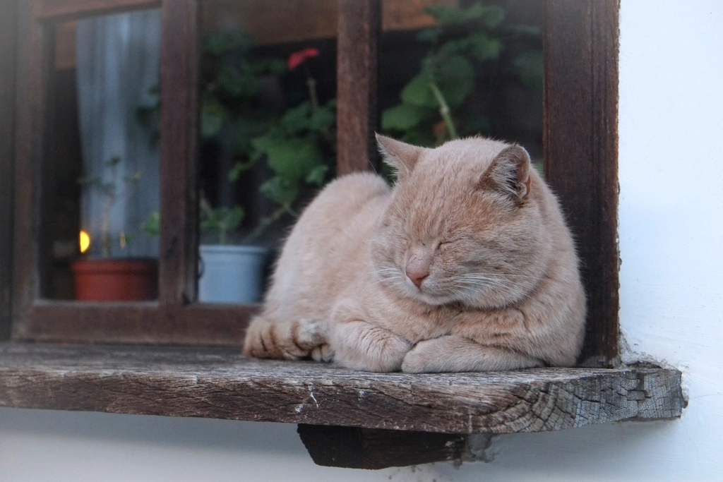 Chat assis sur un rebord de fen&ecirc;tre, regard tourn&eacute; vers l&rsquo;ext&eacute;rieur, lumi&egrave;re douce